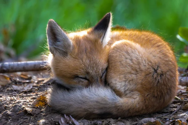 Genç Amerikan Kızıl Tilkisi (Vulpes vulpes fulva)