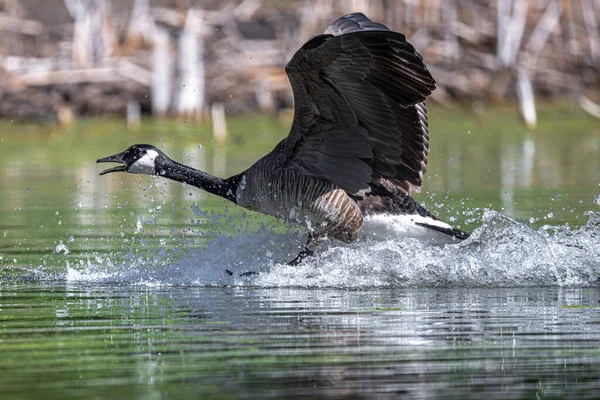 Canada Goose Branta Cancissis Quarrelling Pond Лицензионные Стоковые Изображения