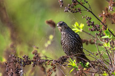 Dişi Kırmızı Kanatlı Karatavuk (Agelaius Phoeniceus) Örümcek Arıyor