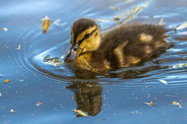 Genç Mallard (Anas platyrhynchos) Gölette Fledgling