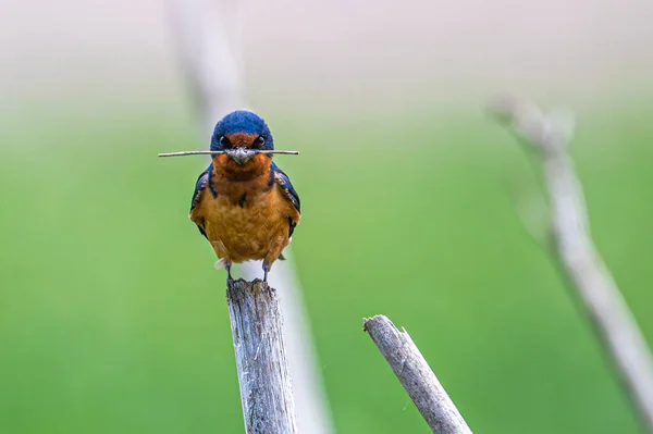 Barn Swallow Hirundo Rustica Twig — стокове фото