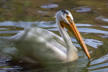 Chatcolet Gölü üzerinde Amerikan beyaz pelikanı (Pelecanus erythrorhynchos), ID