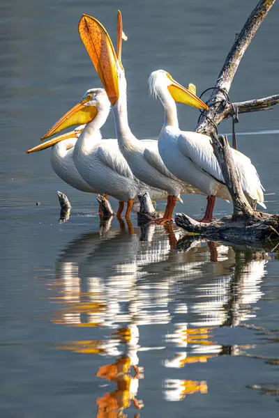 American White Pelicans Pelecanus Erythrorhynchos Στη Λίμνη Chatcolet — Φωτογραφία Αρχείου