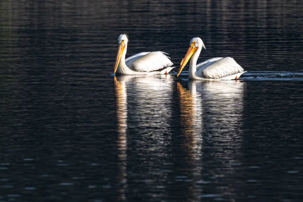 Chatcolet Gölü üzerinde Amerikan Beyaz Pelikanları (Pelecanus erythrorhynchos), ID