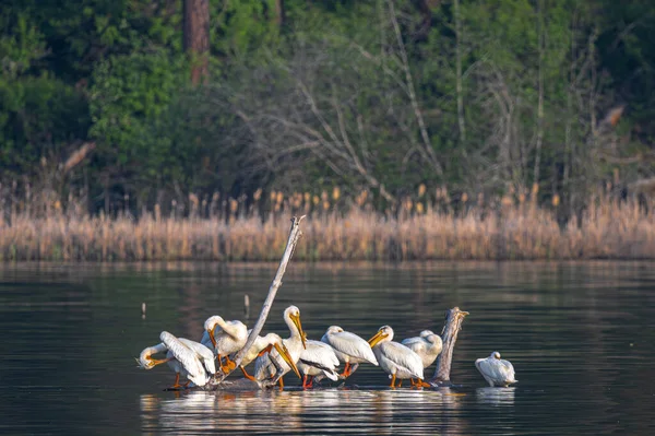 American White Pelicans Pelecanus Erythrorhynchos Στη Λίμνη Chatcolet — Φωτογραφία Αρχείου