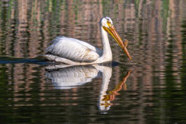 Amerikan Beyaz Pelikanı (Pelecanus erythrorhynchos) ilkbaharda