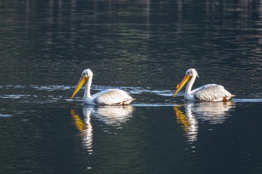 Amerikan Beyaz Pelikanları (Pelecanus erythrorhynchos) ilkbaharda