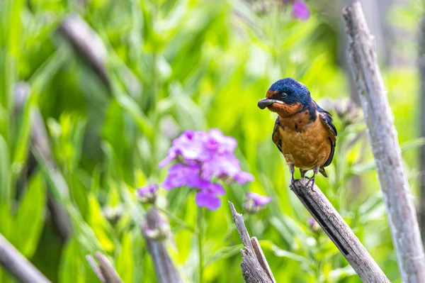 Barn Swallow Hirundo Rustica Collecting Nesting Material — 스톡 사진