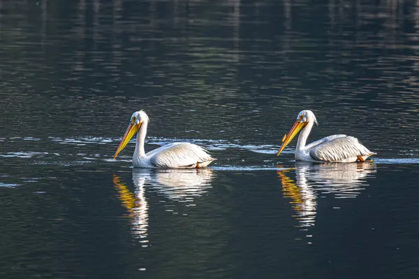 Pelicanos Brancos Americanos Pelecanus Erythrorhynchos Primavera — Fotografia de Stock