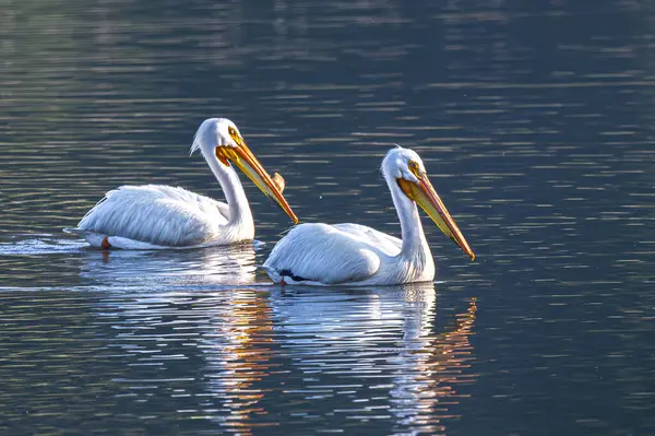 Pelicanos Brancos Americanos Pelecanus Erythrorhynchos Primavera — Fotografia de Stock