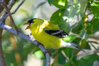 Erkek Amerikan ispinozu (Spinus tristis)