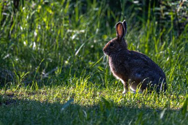 Kar Ayakkabısı Tavşanı (Lepus americanus) İlkbaharın Sonlarında