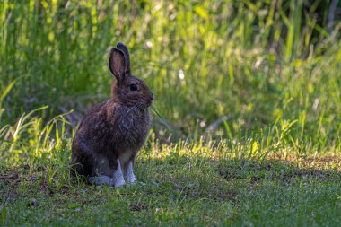 Kar Ayakkabısı Tavşanı (Lepus americanus) İlkbaharın Sonlarında