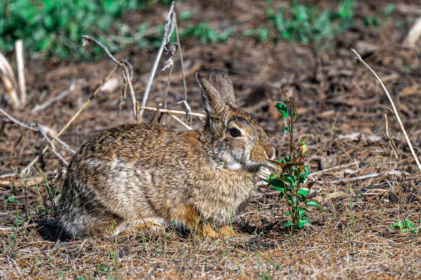 東コットンテール シルヴィラガス フロリダヌス ウサギ — ストック写真