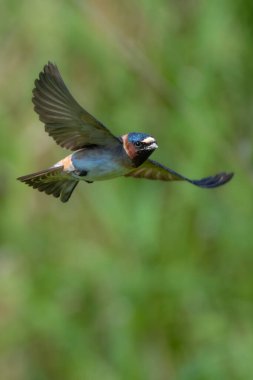 Uçuşta American Cliff Swallow (Petrochelidon Pyrrhonota)