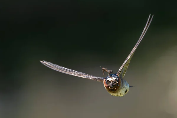Yuva Malzemesi Uçuşunda American Cliff Swallow Petrochelidon Pyrrhonota — Stok fotoğraf
