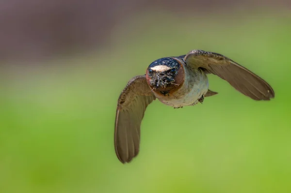 Amerikai Cliff Swallow Petrochelidon Pirrhonota Repülés Közben Fészekrakó Anyaggal — Stock Fotó