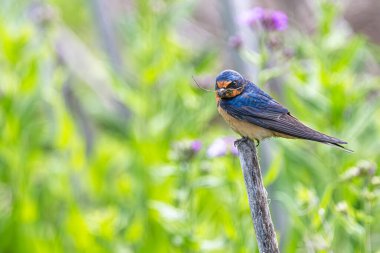 Tüneyen Ahır Kırlangıcı (Hirundo rustica)