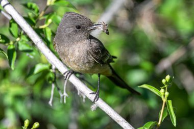 Say's Phoebe (Sayornis saya) with Catch