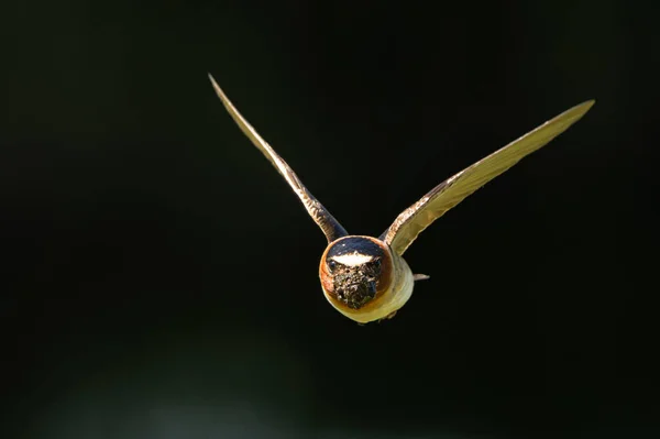 アメリカン クリフ スワロー Petrochelidon Pyrhonota 巣材と共に飛行中 — ストック写真
