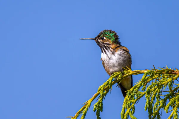 stock image Perching Calliope Hummingbird (Selasphorus calliope)