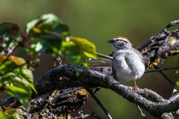 Chipping Sparrow Spizella Passerina Letar Efter Mat — Stockfoto
