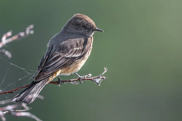 stock image Perching Say's Phoebe (Sayornis saya)