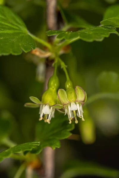 European Gooseberry Ribes Uva Crispa — 스톡 사진