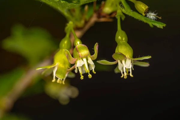 Европейская Крыжовник Ribes Uva Crispa Цветы — стоковое фото