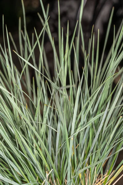 Leaves Blue Oat Grass Helictotrichon Sempervirens — Stock Photo, Image