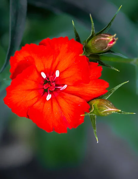 Kwiat Dianthus Telstar Czerwony — Zdjęcie stockowe