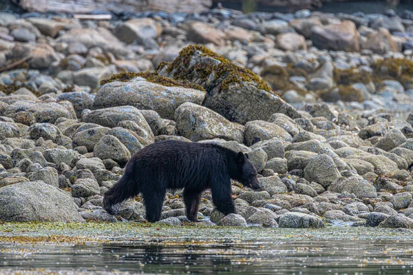 Amerikanischer Schwarzbär Ursus Americanus Auf Vancouver Island Auf Nahrungssuche Der — Stockfoto