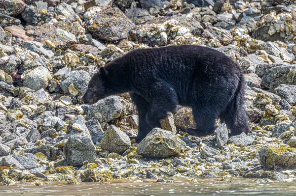 Oso Negro Americano Ursus Americanus Isla Vancouver Buscando Comida Costa — Foto de Stock