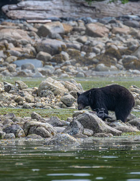 Oso Negro Americano Ursus Americanus Isla Vancouver Buscando Comida Costa — Foto de Stock
