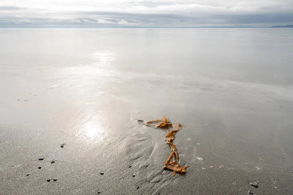 Kelp Playa Entrada Del Almirantazgo Estado Washington — Foto de Stock