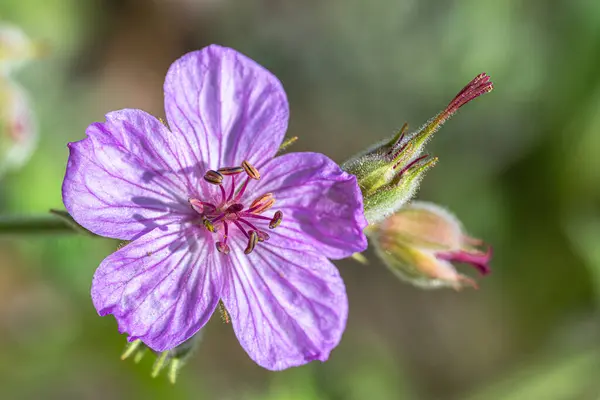 Flower Sticky Purple Geranium Geranium Viscosissimum — Stock Photo, Image