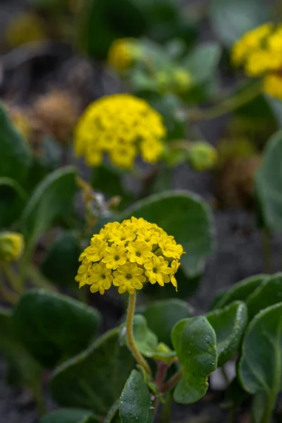 Kwiaty Przybrzeżnej Lub Żółtej Piaskownicy Abronia Latifolia — Zdjęcie stockowe