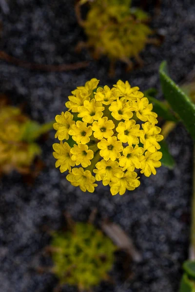 Kwiaty Przybrzeżnej Lub Żółtej Piaskownicy Abronia Latifolia — Zdjęcie stockowe