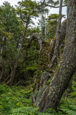 Pasifik Şeridi boyunca uzanan bir ağacın kök ve kök yapıları