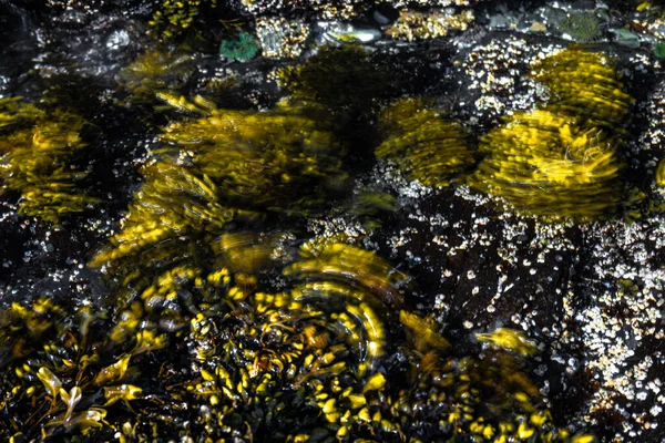 Tidal Pool and Water Movement on the Rocky Shore of Vancouver Island