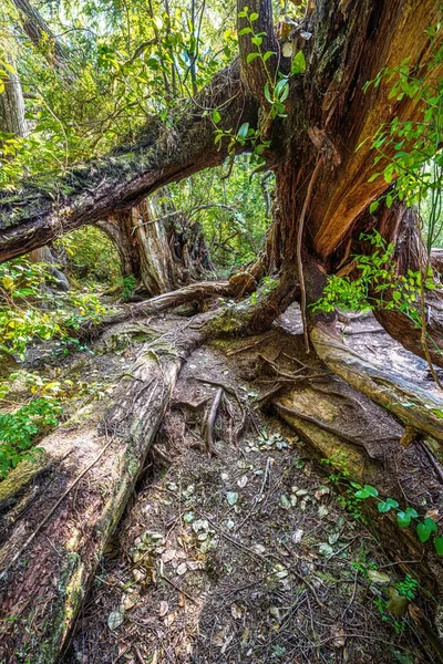 Struktury Korzeniowe Macierzyste Drzewa Wzdłuż Szlaku Brzegowego Pacyfiku — Zdjęcie stockowe
