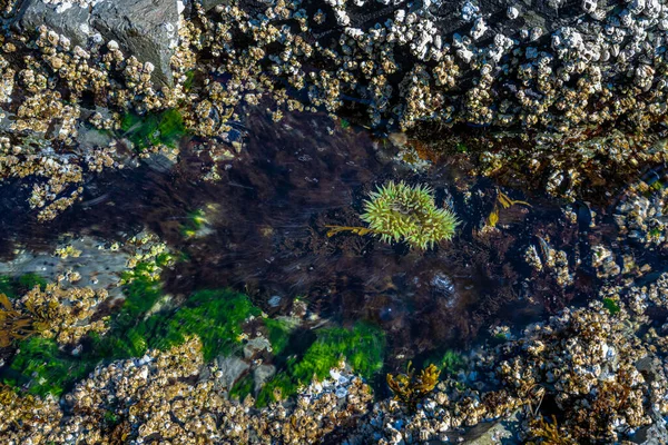 Piscina Tidal Sulla Costa Rocciosa Dell Isola Vancouver Fotografia Stock