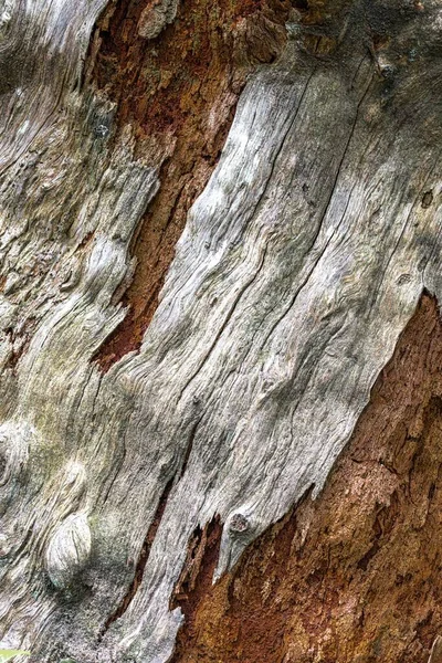 Corteza Árbol Cedro Descomposición Muerto — Foto de Stock