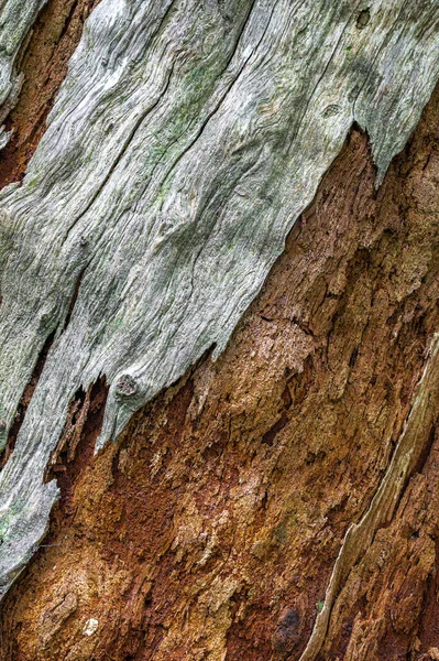 Kora Martwego Rozkładającego Się Drzewa Cedrowego — Zdjęcie stockowe