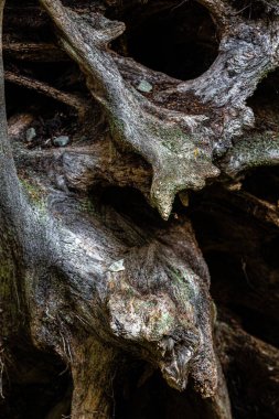Ölü bir sedir ağacının kök yapıları