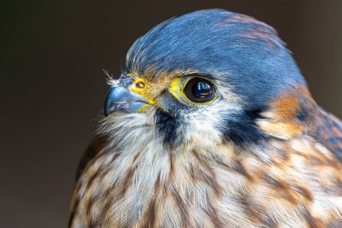 Bir Kuzey Amerika Kerkenezi Portresi (Falco sparverius)