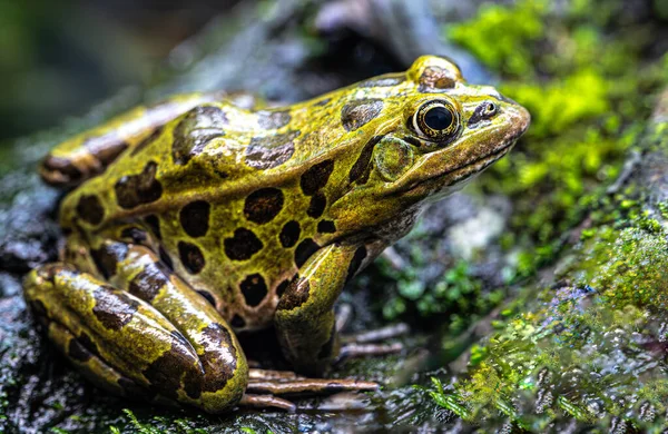 Northern Leopard Frog Lithobates Pipiens — Stock Photo, Image