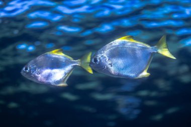 Okyanustaki Mono Fish (Monodactylus argenteus)