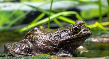 Bir Amerikan Kurbağasının Portresi (Lithobates catesbeianus)