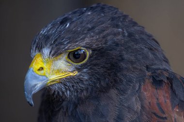 Harris 'in Şahininin Portresi (Parabuteo unicinctus)